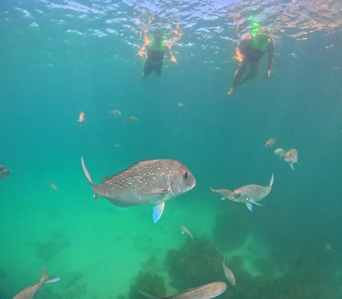 Get a chance to Snorkeling in Te Whanganui-o-Hei Marine Reserve